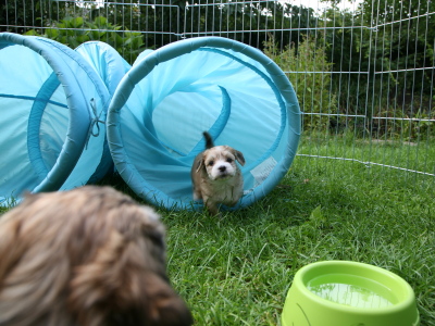 Bichon Havanais hvalpe hos Kennel Miki Nanoq